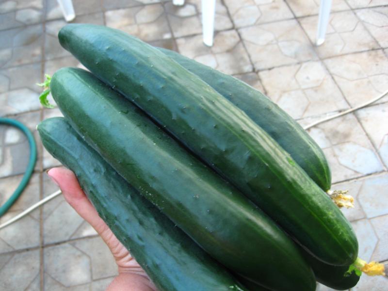 Краставици Южна наслада (7001)